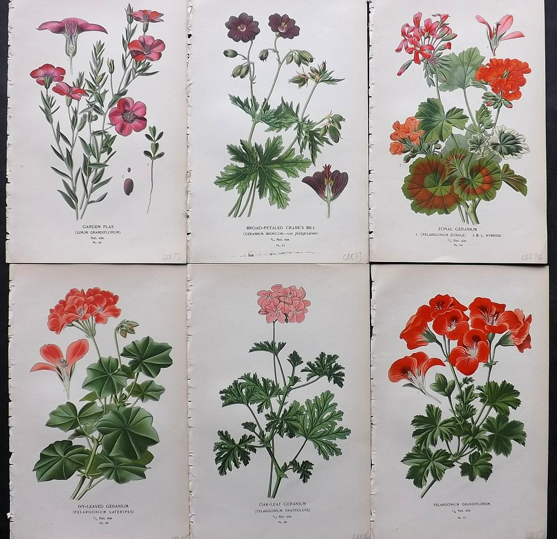 Step, Edward 1897 Lot of 6 Botanical Prints: Chromolithographs Published 1896-97 by Frederick Warne & Co., London for "Favourite Flowers of Garden and Greenhouse" by Edward Step and William Watson. Paper Size: 9.5 x 6 inch (24 x 15cm) Good Condi