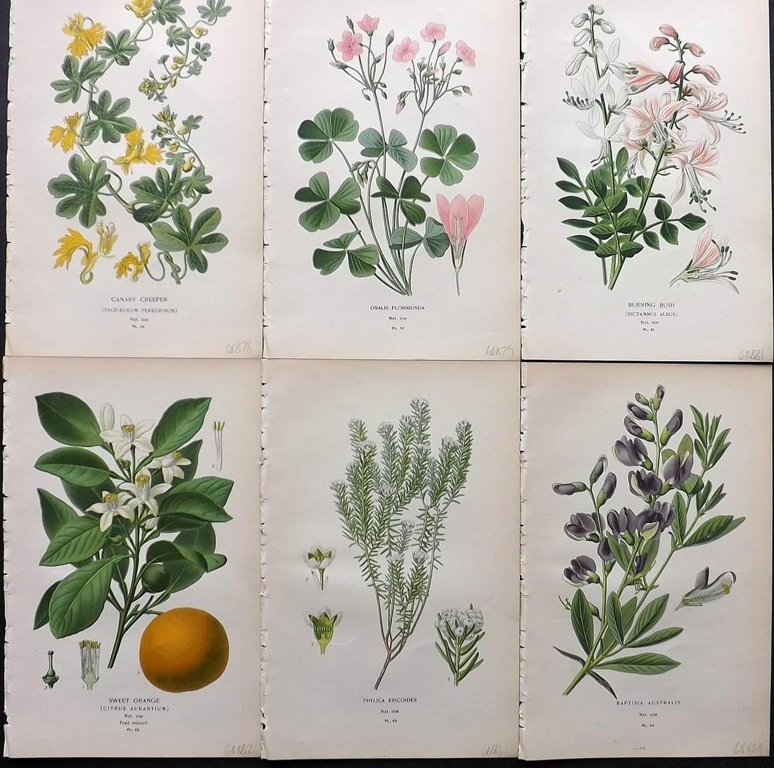 Step, Edward 1897 Lot of 6 Botanical Prints: Chromolithographs Published 1896-97 by Frederick Warne & Co., London for "Favourite Flowers of Garden and Greenhouse" by Edward Step and William Watson. Paper Size: 9.5 x 6 inch (24 x 15cm) Good Condi