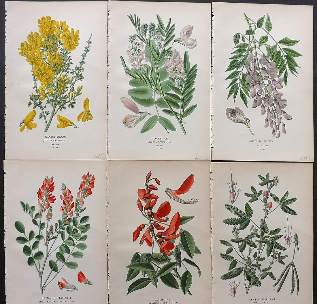 Step, Edward 1897 Lot of 6 Botanical Prints: Chromolithographs Published 1896-97 by Frederick Warne & Co., London for "Favourite Flowers of Garden and Greenhouse" by Edward Step and William Watson. Paper Size: 9.5 x 6 inch (24 x 15cm) Good Condi