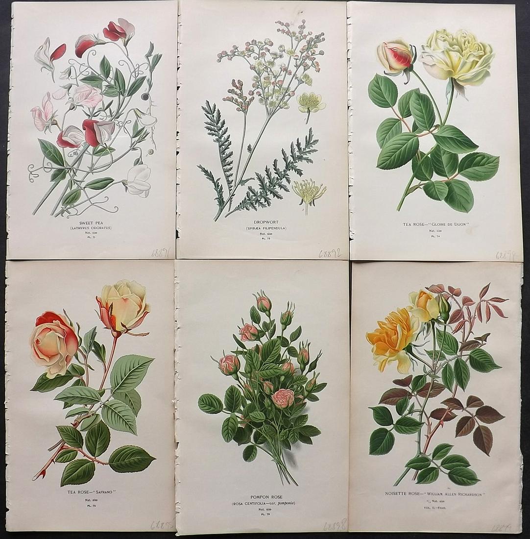 Step, Edward 1897 Lot of 6 Botanical Prints: Chromolithographs Published 1896-97 by Frederick Warne & Co., London for "Favourite Flowers of Garden and Greenhouse" by Edward Step and William Watson. Paper Size: 9.5 x 6 inch (24 x 15cm) Good Condi