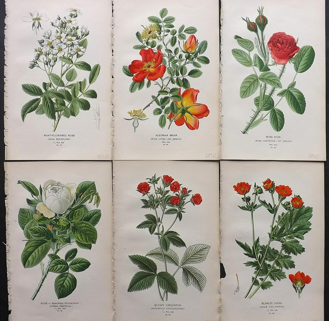 Step, Edward 1897 Lot of 6 Botanical Prints: Chromolithographs Published 1896-97 by Frederick Warne & Co., London for "Favourite Flowers of Garden and Greenhouse" by Edward Step and William Watson. Paper Size: 9.5 x 6 inch (24 x 15cm) Good Condi
