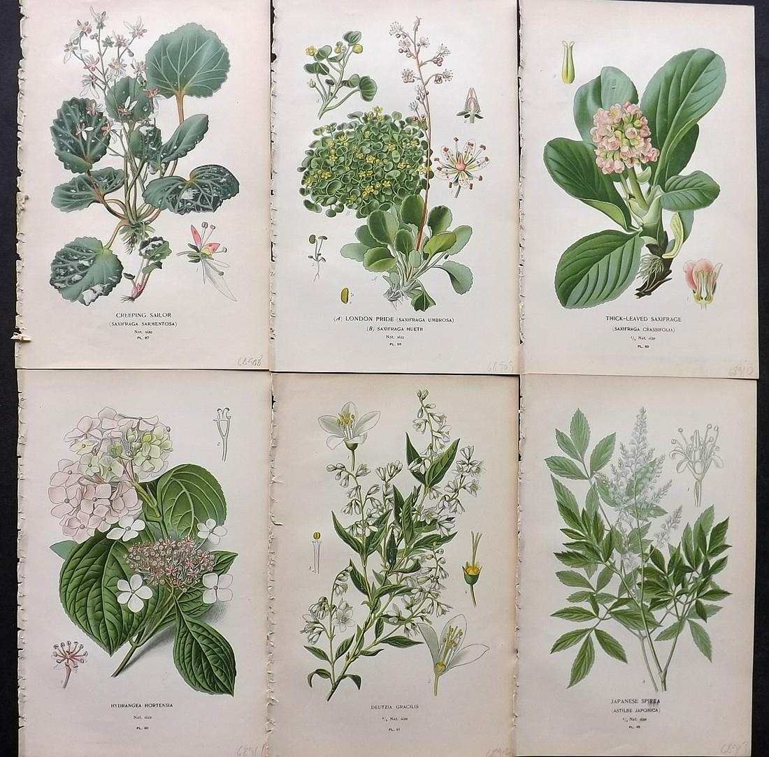 Step, Edward 1897 Lot of 6 Botanical Prints: Chromolithographs Published 1896-97 by Frederick Warne & Co., London for "Favourite Flowers of Garden and Greenhouse" by Edward Step and William Watson. Paper Size: 9.5 x 6 inch (24 x 15cm) Good Condi