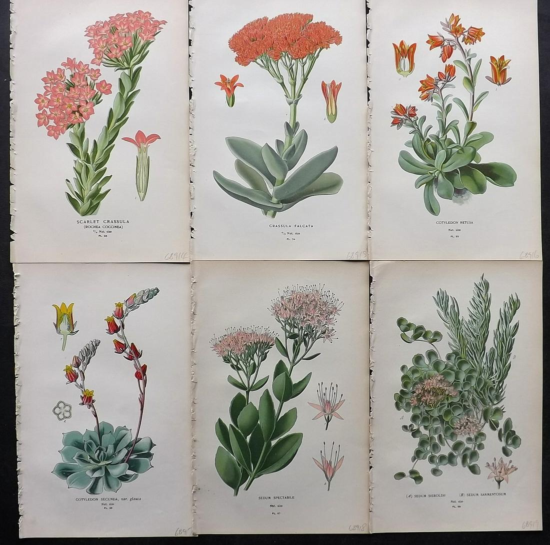 Step, Edward 1897 Lot of 6 Botanical Prints: Chromolithographs Published 1896-97 by Frederick Warne & Co., London for "Favourite Flowers of Garden and Greenhouse" by Edward Step and William Watson. Paper Size: 9.5 x 6 inch (24 x 15cm) Good Condi