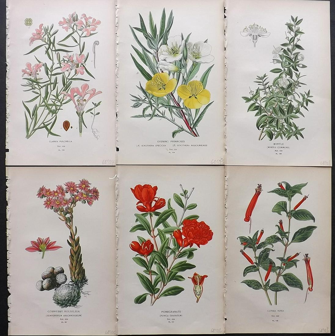 Step, Edward 1897 Lot of 6 Botanical Prints: Chromolithographs Published 1896-97 by Frederick Warne & Co., London for "Favourite Flowers of Garden and Greenhouse" by Edward Step and William Watson. Paper Size: 9.5 x 6 inch (24 x 15cm) Good Condi