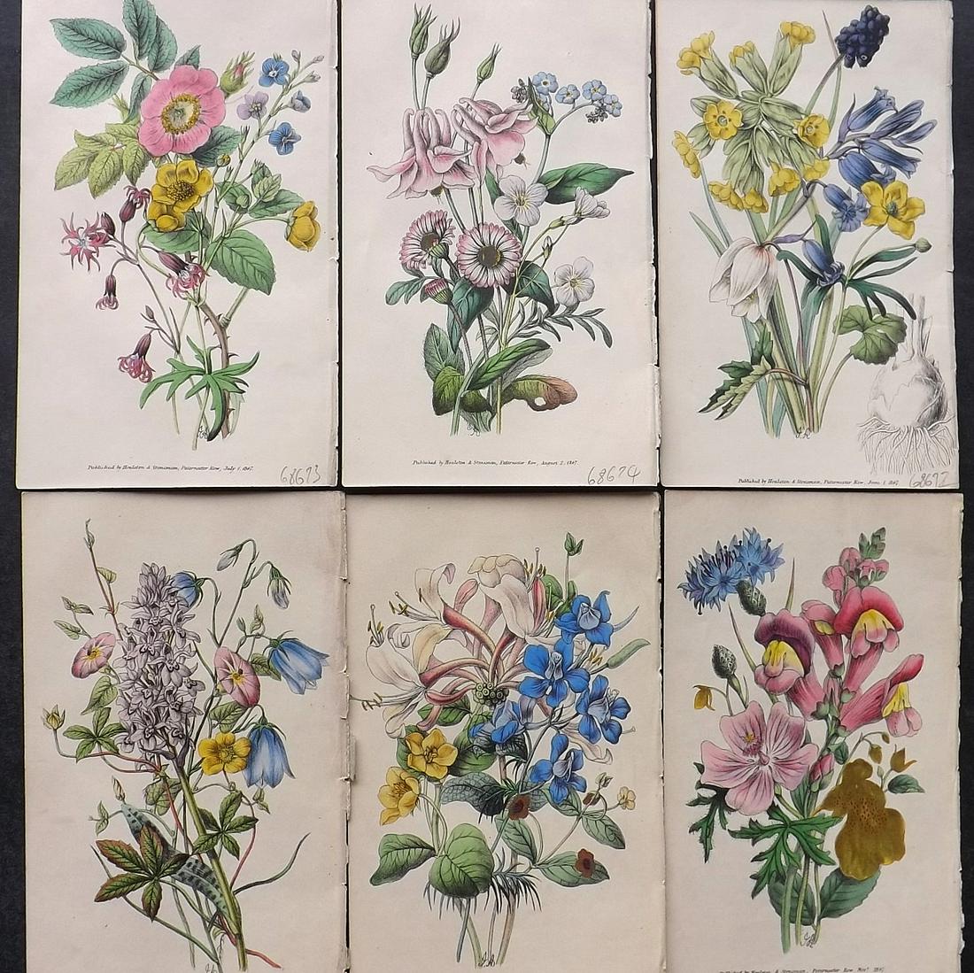 Tyas, Robert 1848 Lot of 6 Hand Col Botanical Prints: Hand Colored Lithograph Published 1848, London for "Favourite Field Flowers" by Robert Tyas. Paper Size: 6.5 x 4 inch (16.5 x 10cm) Good Condition