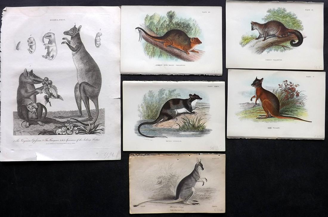 Australia Natives 19th Cent. Mixed Lot of 6 Prints: Engravings and Chromolithographs. Examples by Wilkes, Jardine and Lloyds. Paper Size: Up to 10.5 x 8 inch (27 x 21cm) A couple with minor faults. Otherwise fine