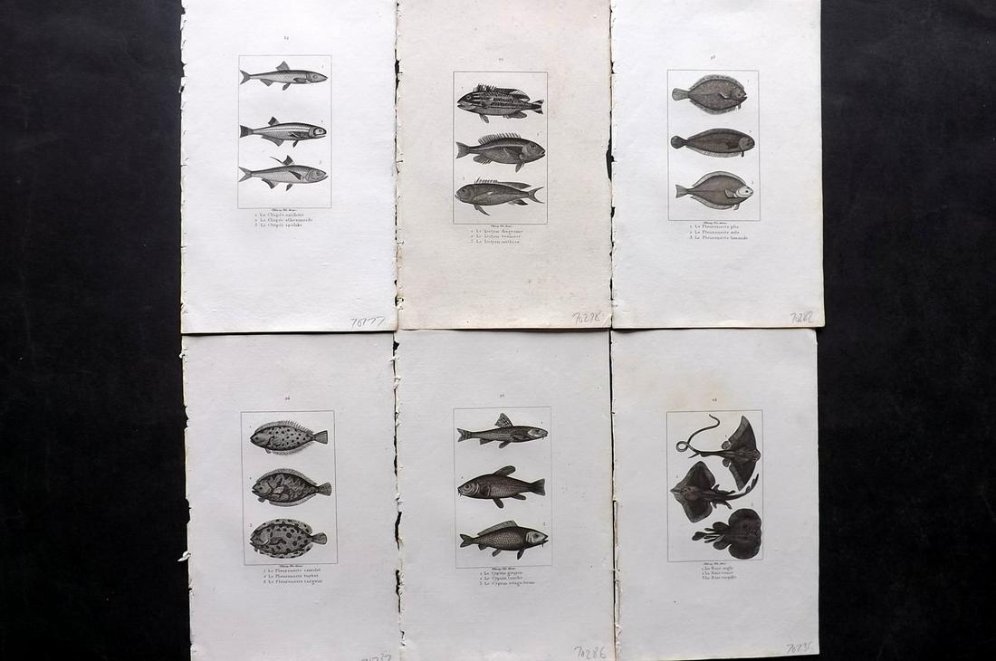 Buffon & Cuvier 1831 Lot of 6 Antique Fish Prints (1 of 2)