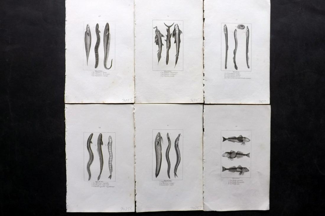 Buffon & Cuvier 1831 Lot of 6 Antique Fish Prints (1 of 2)