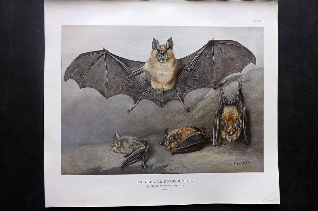 Millais, John 1904 Folio Print. Greater Horseshoe Bat: Folio Offset Lithograph Published 1904, London for "The Mammals of Great Britain and Ireland" by John Guille Millais. Illustrated by Archibald Thorburn, George Lodge and the Author. Rare - Limited Edi