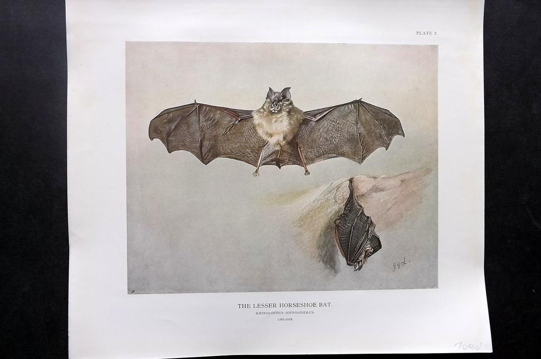 Millais, John 1904 Folio Print. Lesser Horseshoe Bat: Folio Offset Lithograph Published 1904, London for "The Mammals of Great Britain and Ireland" by John Guille Millais. Illustrated by Archibald Thorburn, George Lodge and the Author. Rare - Limited Edi