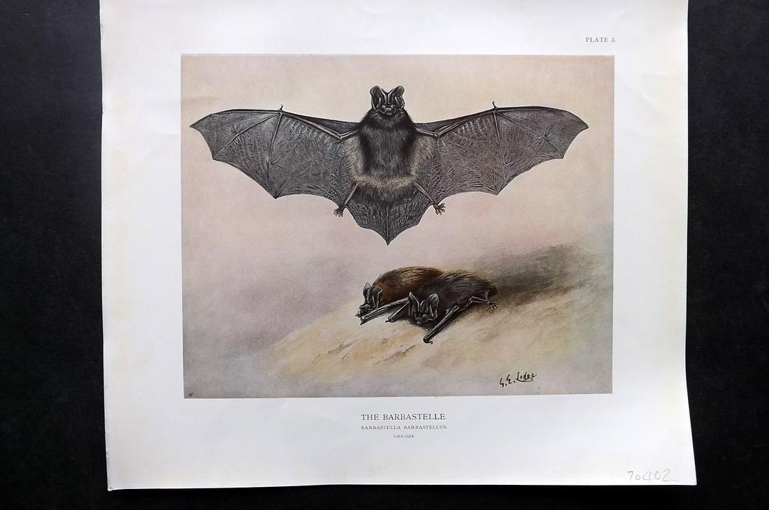 Millais, John 1904 Rare Folio Print. Barbastelle Bat: Folio Offset Lithograph Published 1904, London for "The Mammals of Great Britain and Ireland" by John Guille Millais. Illustrated by Archibald Thorburn, George Lodge and the Author. Rare - Limited Edi