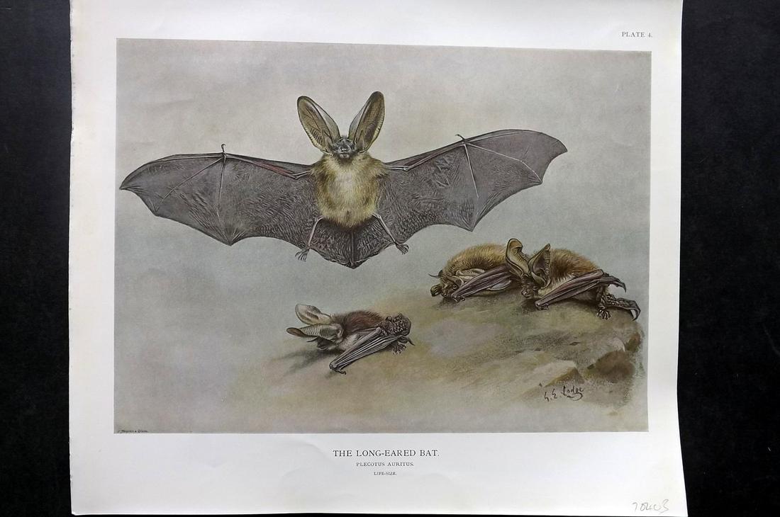 Millais, John 1904 Rare Folio Print. Long-Eared Bat: Folio Offset Lithograph Published 1904, London for "The Mammals of Great Britain and Ireland" by John Guille Millais. Illustrated by Archibald Thorburn, George Lodge and the Author. Rare - Limited Edi