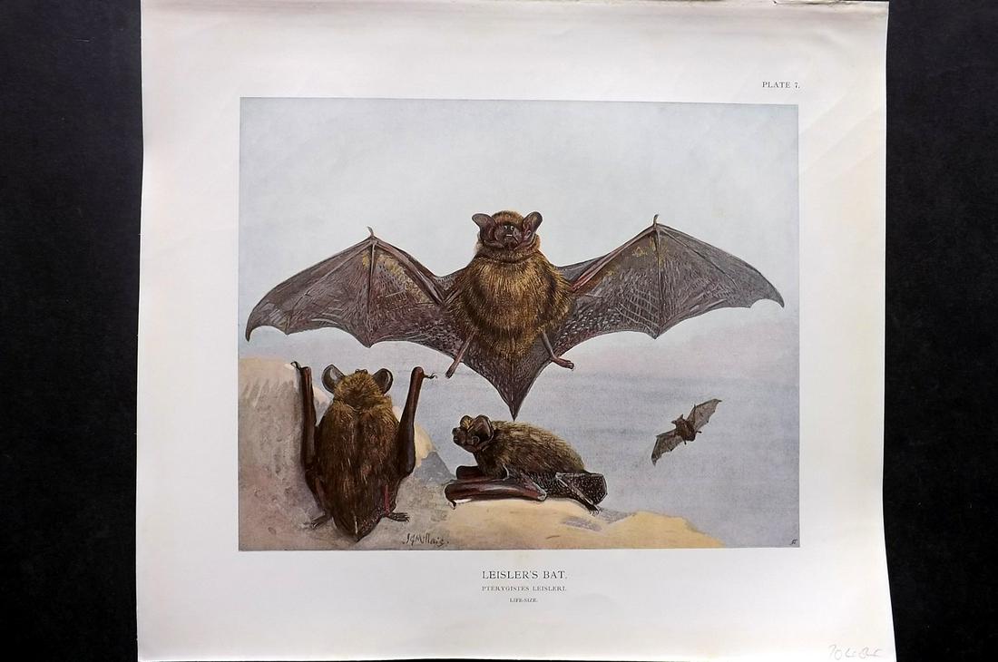 Millais, John 1904 Rare Folio Print. Leisler's Bat: Folio Offset Lithograph Published 1904, London for "The Mammals of Great Britain and Ireland" by John Guille Millais. Illustrated by Archibald Thorburn, George Lodge and the Author. Rare - Limited Edi