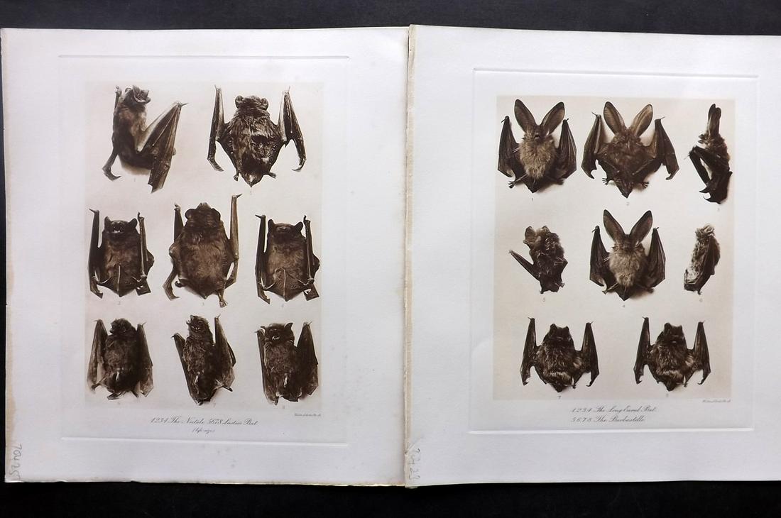 Millais, John 1904 Pair of Rare Folio Bat Prints: Folio Photogravure Published 1904, London for "The Mammals of Great Britain and Ireland" by John Guille Millais. Illustrated by Archibald Thorburn, George Lodge and the Author. Rare - Limited Edition
