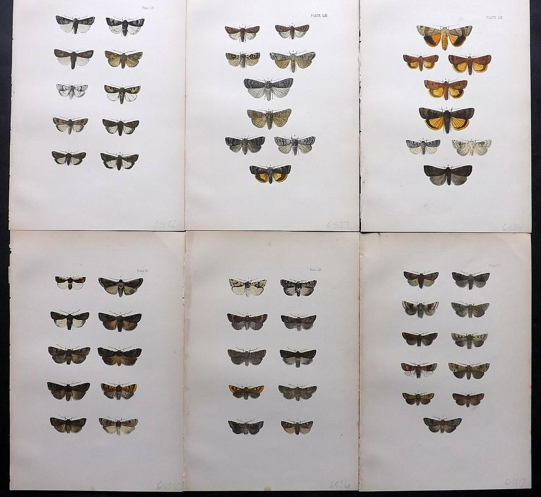 Morris, Francis 1903 Lot of 6 Antique Moth Prints: Lithographs, some with additional hand colour Published 1903, London for "A Natural History of British Moths" by the Rev. Francis Orpen Morris. Fine hand colour as issued. Paper Size: 10 x 7 inch (25 