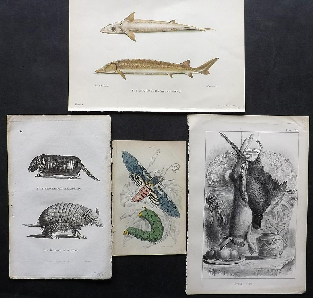 Natural History 19th Cent. Mixed Lot of 4 Prints: Engravings and Lithos. Examples by Shaw, Barnard, Jardine and Herbert Maxwell. Paper Size: Up to 10 x 7.5 inch (25 x 19cm) Good Condition