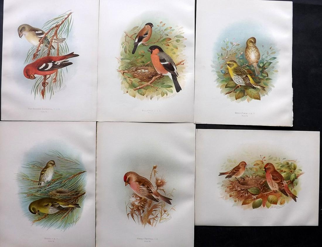 Butler, Arthur 1908 Lot of 6 Antique Bird Prints: Chromolithographs Published 1907-08, London for "Birds of Great Britain and Ireland..." by Arthur G. Butler. Illustrated by H. Gronvold & F. W. Frohawk. Paper Size: 11 x 8.5 inch (28 x 22cm) Good Cond