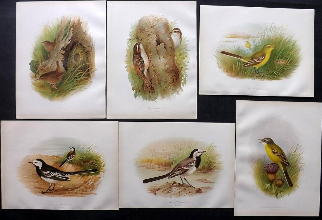 Butler, Arthur 1908 Lot of 6 Antique Bird Prints: Chromolithographs Published 1907-08, London for "Birds of Great Britain and Ireland..." by Arthur G. Butler. Illustrated by H. Gronvold & F. W. Frohawk. Paper Size: 11 x 8.5 inch (28 x 22cm) Good Cond