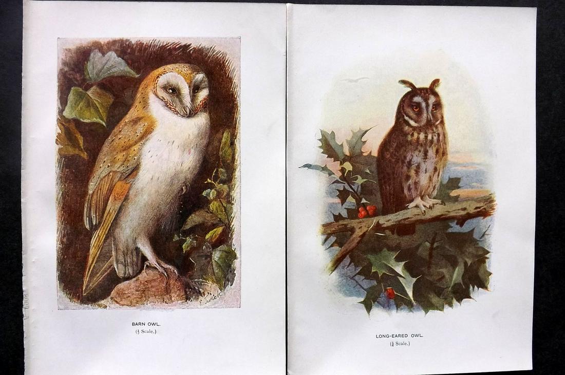 Swaysland, Walter 1901 Pair of Bird Prints. Owls (1 of 2)