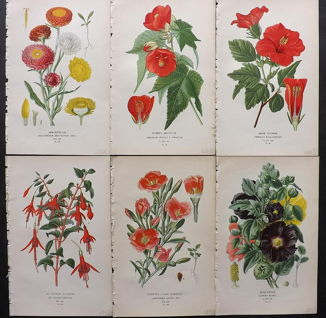 Step, Edward 1897 Lot of 6 Botanical Prints: Chromolithographs Published 1896-97 by Frederick Warne & Co., London for "Favourite Flowers of Garden and Greenhouse" by Edward Step and William Watson. Paper Size: 9.5 x 6 inch (24 x 15cm) Good Condi
