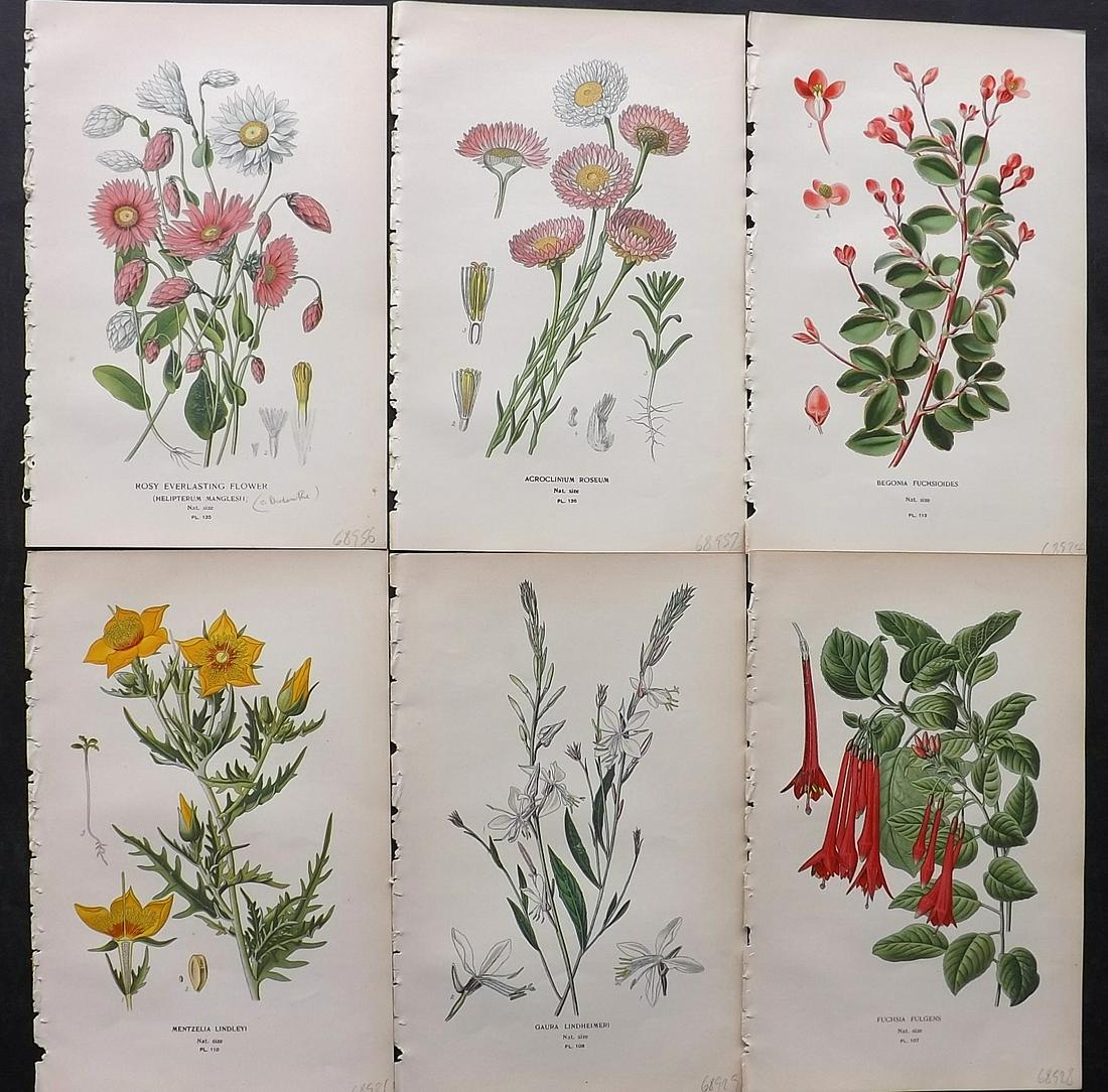 Step, Edward 1897 Lot of 6 Botanical Prints: Chromolithographs Published 1896-97 by Frederick Warne & Co., London for "Favourite Flowers of Garden and Greenhouse" by Edward Step and William Watson. Paper Size: 9.5 x 6 inch (24 x 15cm) Good Condi