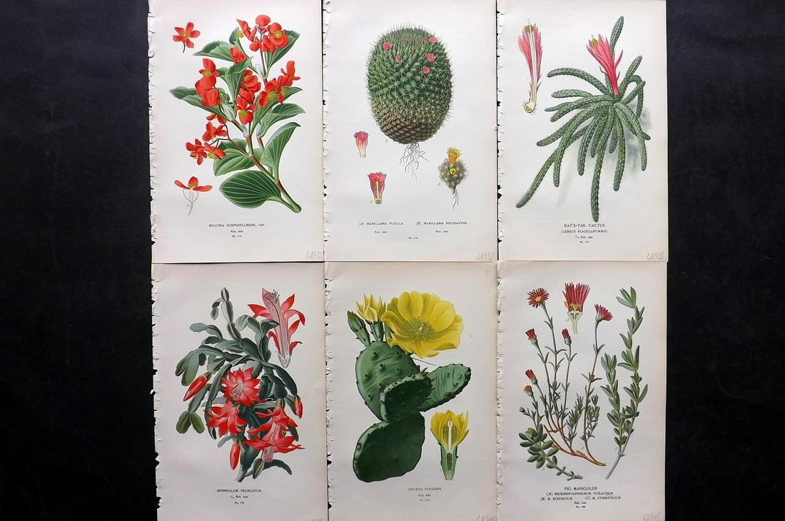 Step, Edward 1897 Lot of 6 Botanical Prints: Chromolithographs Published 1896-97 by Frederick Warne & Co., London for "Favourite Flowers of Garden and Greenhouse" by Edward Step and William Watson. Paper Size: 9.5 x 6 inch (24 x 15cm) Good Condi