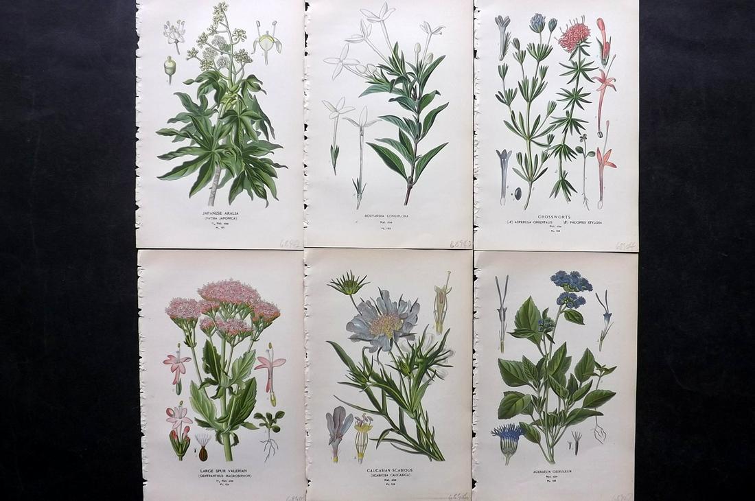 Step, Edward 1897 Lot of 6 Botanical Prints: Chromolithographs Published 1896-97 by Frederick Warne & Co., London for "Favourite Flowers of Garden and Greenhouse" by Edward Step and William Watson. Paper Size: 9.5 x 6 inch (24 x 15cm) Good Condi
