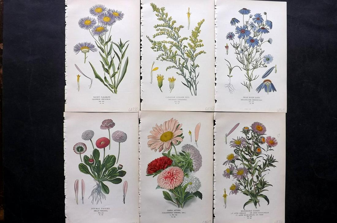 Step, Edward 1897 Lot of 6 Botanical Prints: Chromolithographs Published 1896-97 by Frederick Warne & Co., London for "Favourite Flowers of Garden and Greenhouse" by Edward Step and William Watson. Paper Size: 9.5 x 6 inch (24 x 15cm) Good Condi