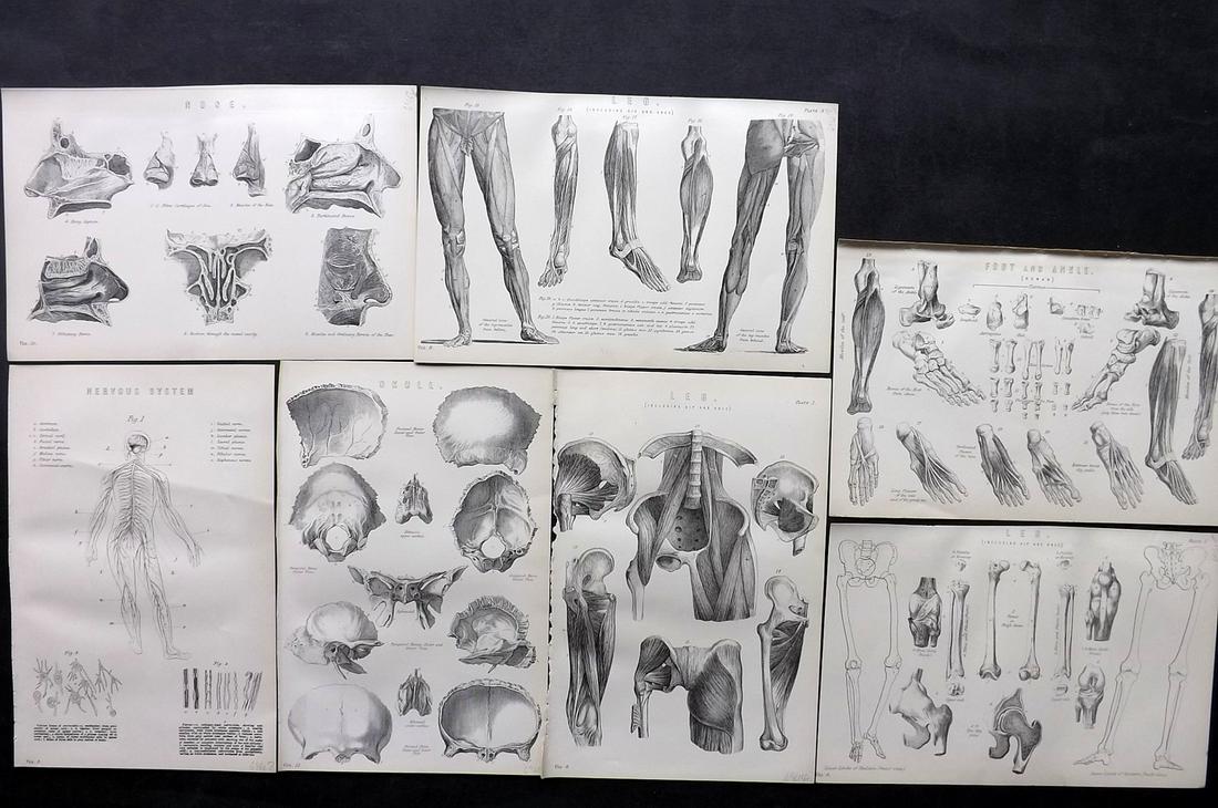 Nat. Ency. 1891 Lot of 7 Prints. Anatomy (1 of 2)