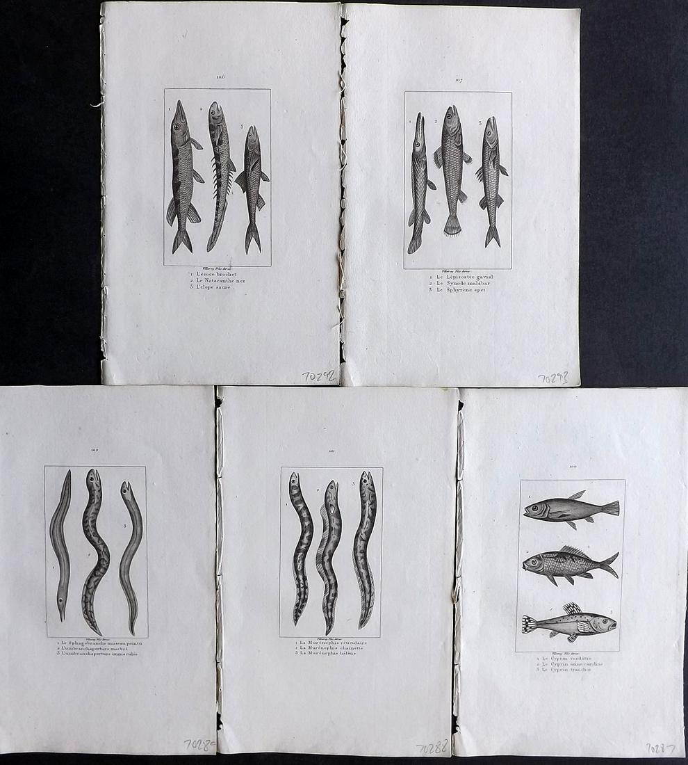Buffon & Cuvier 1831 Lot of 5 Antique Fish Prints (1 of 2)