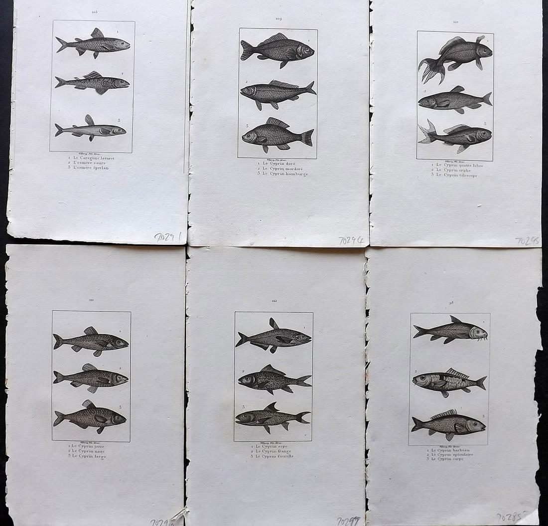 Buffon & Cuvier 1831 Lot of 6 Antique Fish Prints (1 of 2)