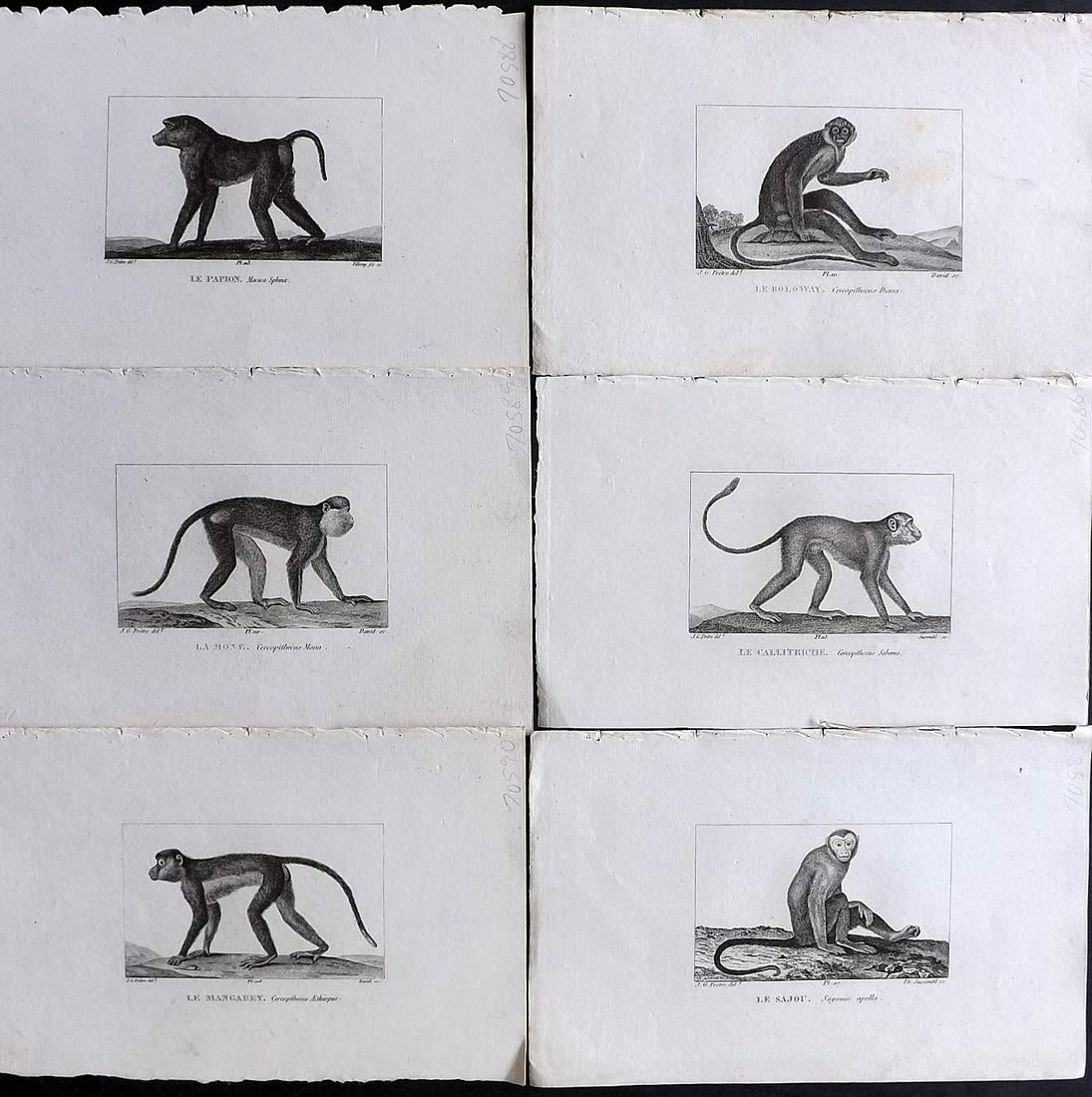 Buffon & Cuvier 1831 Lot of 6 Antique Prints. Monkeys (1 of 2)