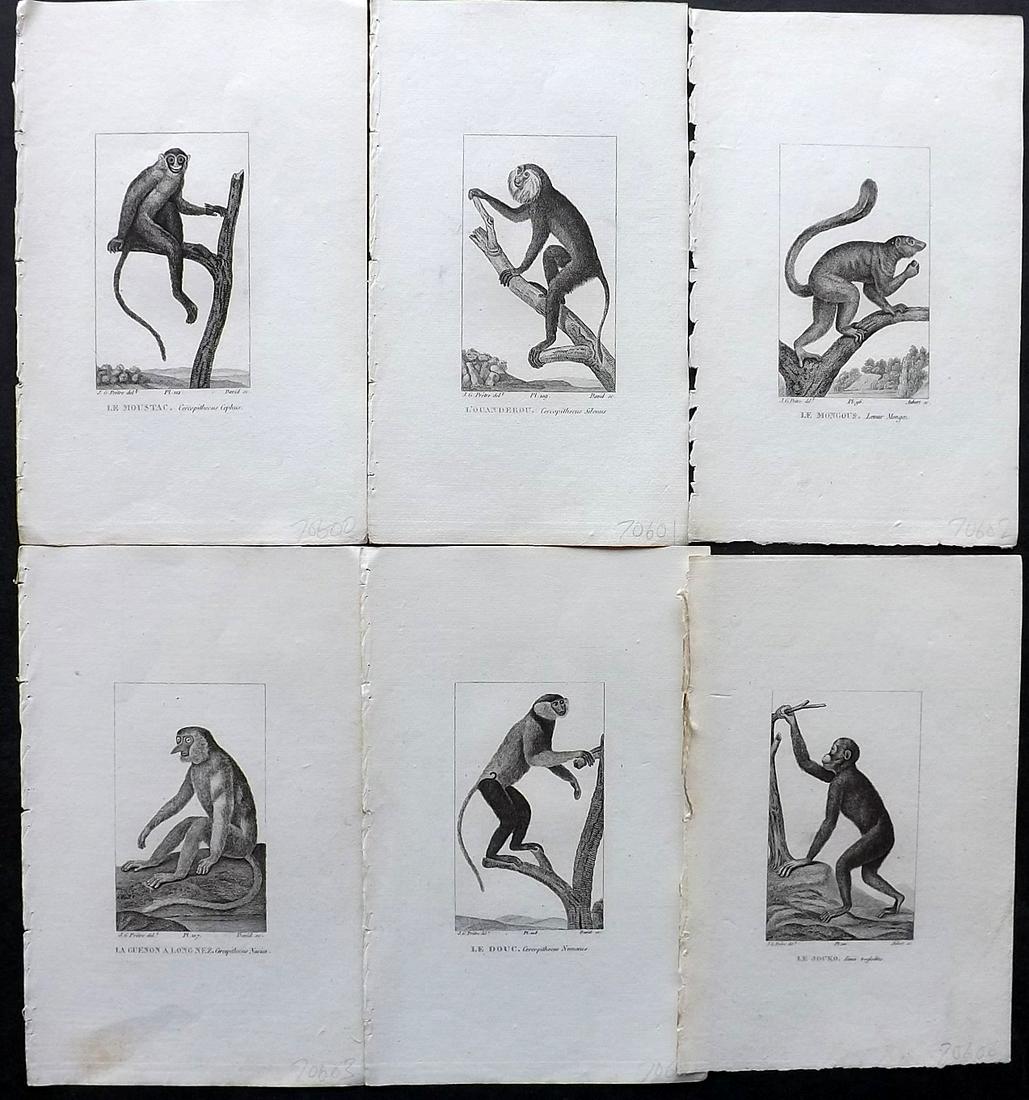 Buffon & Cuvier 1831 Lot of 6 Antique Prints. Monkeys: Steel Engraving/Etchings Published 1831, Paris for "Oeuvres Completes de Buffon" by the Comte de Buffon and Baron Cuvier. Paper Size: 8 x 5 inch (20 x 13cm) Good Condition