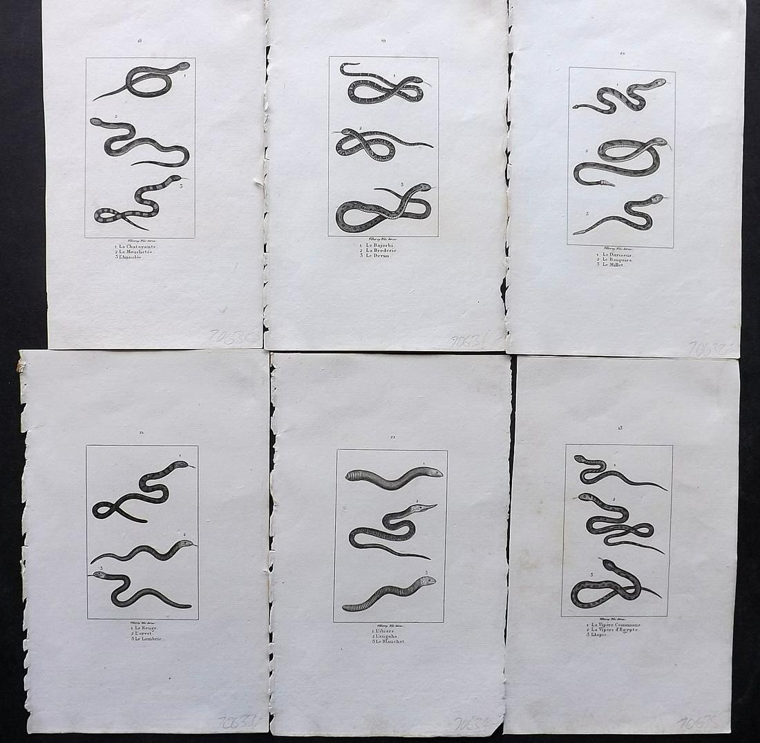 Buffon & Cuvier 1831 Lot of 6 Antique Prints. Snakes (1 of 2)