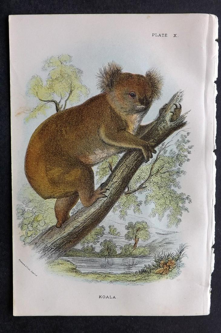Lloyds's 1897 Antique Print. Koala, Australia Native: Chromolithographs Published 1894-97, London for "Lloyds's Natural History..." Edited by R. Bowdler Sharpe, W. F. Kirby, H. O. Forbes, R. Lydekker, and W. R. Olive-Grant. Illustrated after Keulemans, G