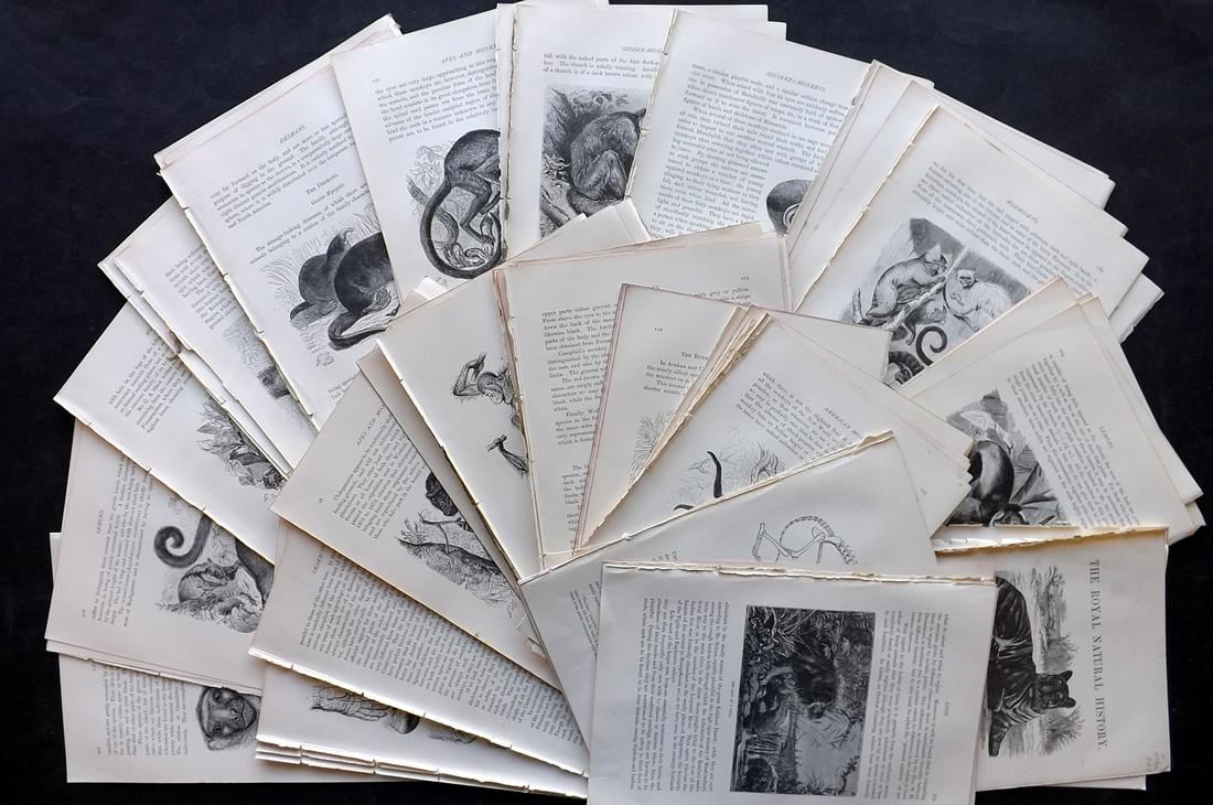 Lydekker, Richard 1895 Lot of 100 Illus. Animal Sheets: 100 Illustrated Sheets, Containing Wood Engravings with related surrounding and verso text Published 1894-95, London for "The Royal Natural History" by Richard Lydekker. Illustrated by Smit, Keulemans