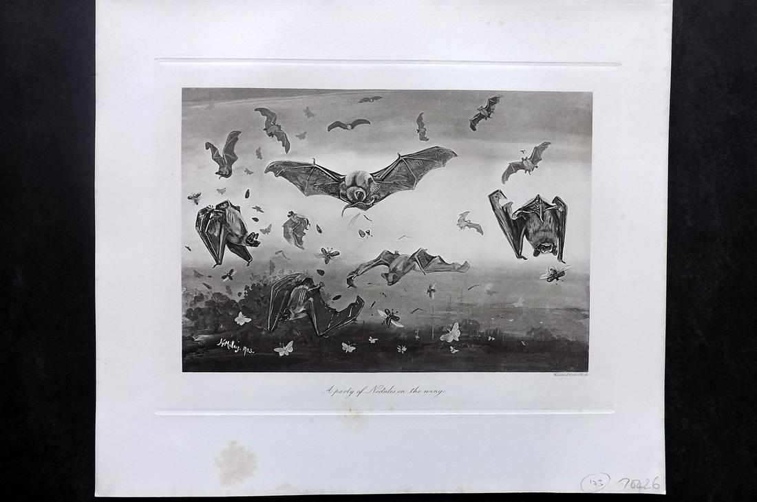 Millais, John 1904 Antique Rare Folio Bat Print: "A Party of Noctules on the Wing" Folio Photogravure Published 1904, London for "The Mammals of Great Britain and Ireland" by John Guille Millais. Illustrated by Archibald Thorburn, George Lodge and t