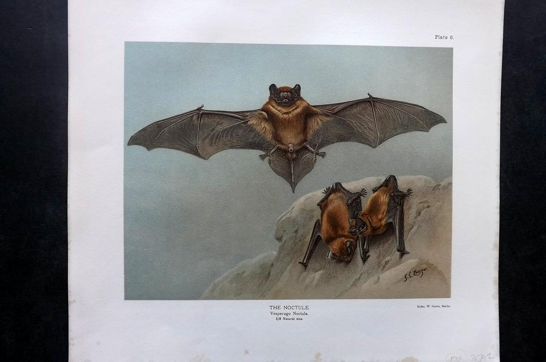 Millais, John 1904 Folio Print. Noctule Bat: Chromolithograph Published 1904, London for "The Mammals of Great Britain and Ireland" by John Guille Millais. Illustrated by Archibald Thorburn, George Lodge and the Author. Rare - Limited Edition of