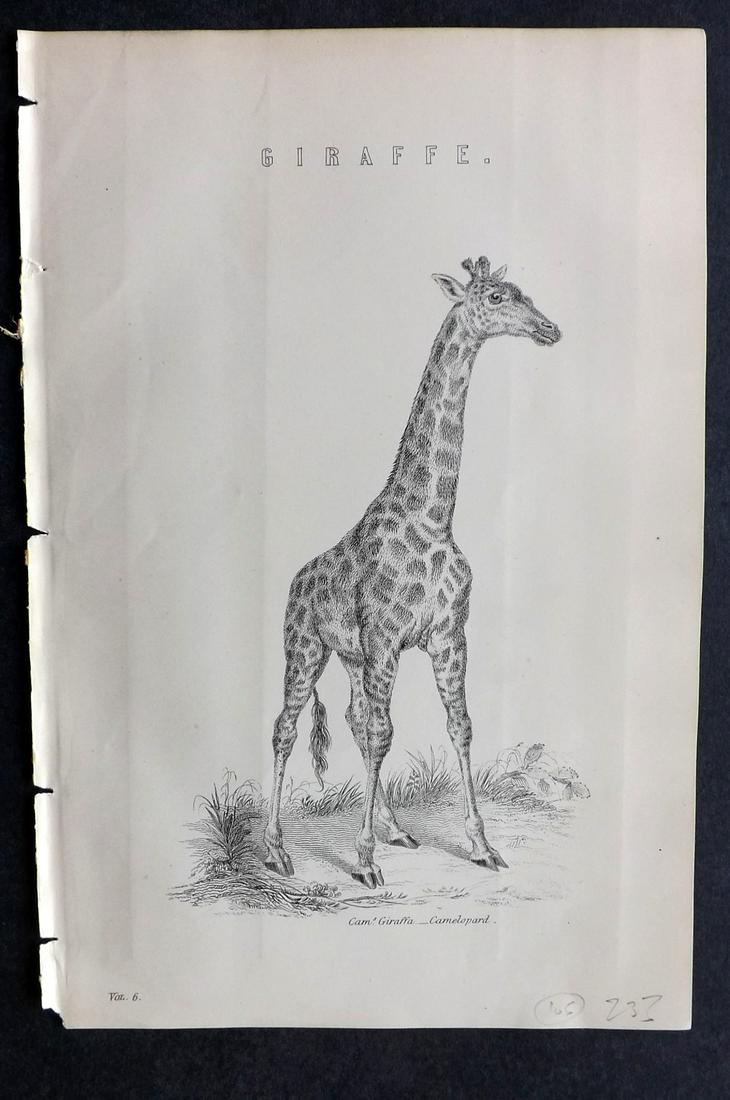 National Encyclopedia C1875 Antique Print. Giraffe (1 of 2)