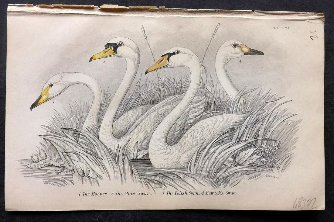 Jardine, William C1840 Hand Col Bird Print. Swans (1 of 2)