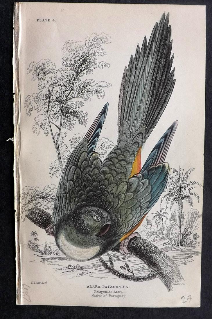 Jardine, William C1840 HC Bird. Patagonian Arara Parrot (1 of 2)