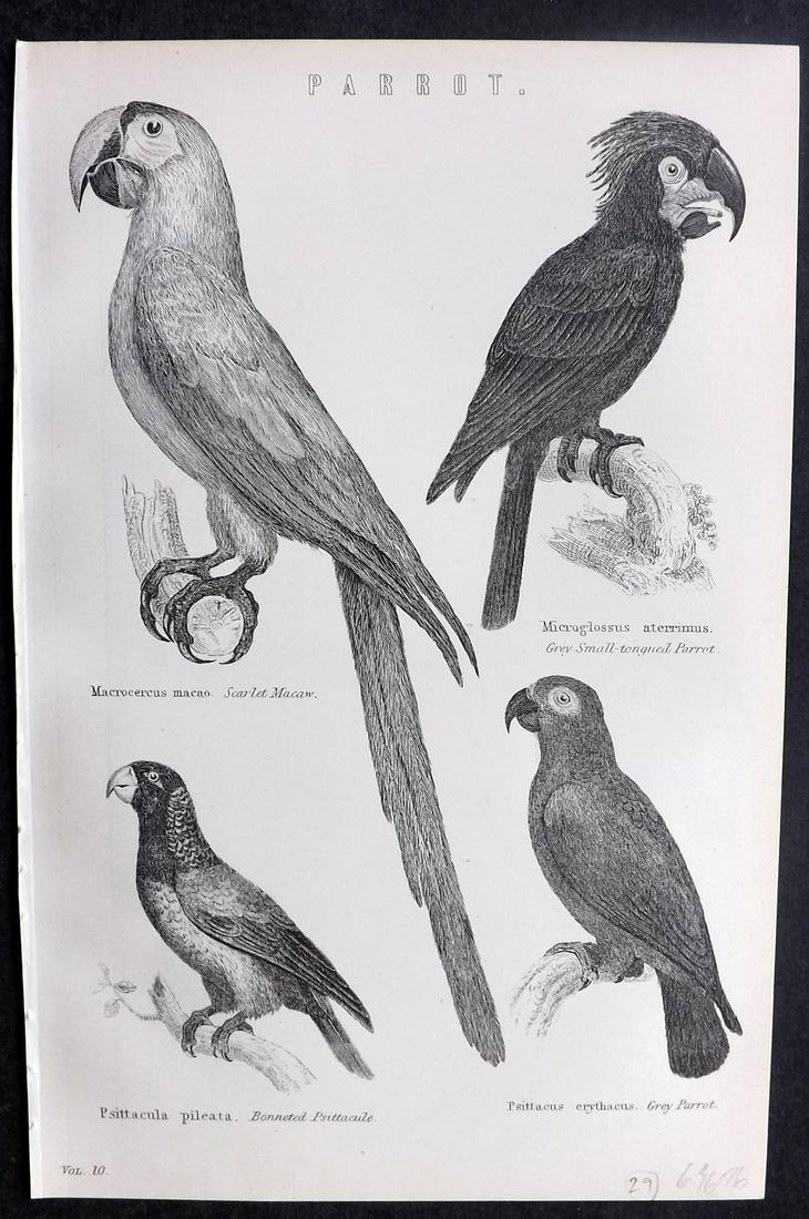 Nat. Encyclo. 1890's Antique Bird Print. Parrots (1 of 2)