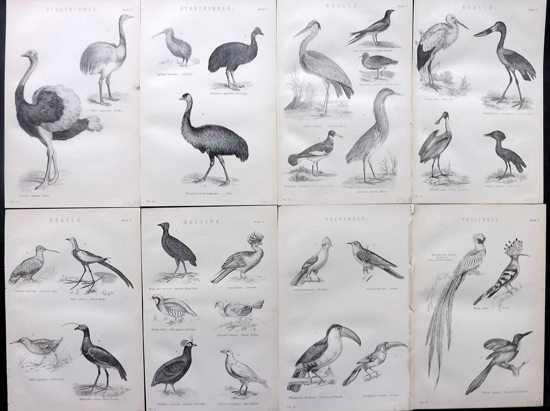 Nat. Encyclo. 1890's Lot of 8 Antique Bird Prints: Woodblocks and/or Steel Engravings Published 1891-1901 by William Mackenzie, London for "The National Encyclopedia: A dictionary of Universal Knowledge" Paper Size: 9.5 x 6 inch (24 x 16cm) Good Condi