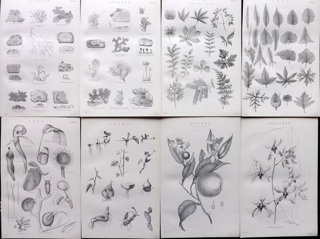 Nat. Encyclo. 1890's Lot of 8 Botanical Prints: Woodblocks and/or Steel Engravings Published 1891-1901 by William Mackenzie, London for "The National Encyclopedia: A dictionary of Universal Knowledge" Paper Size: 9.5 x 6 inch (24 x 16cm) Good Condi