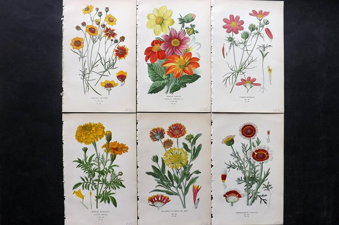 Step, Edward 1897 Lot of 6 Botanical Prints: Chromolithographs Published 1896-97 by Frederick Warne & Co., London for "Favourite Flowers of Garden and Greenhouse" by Edward Step and William Watson. Paper Size: 9.5 x 6 inch (24 x 15cm) Good Condi