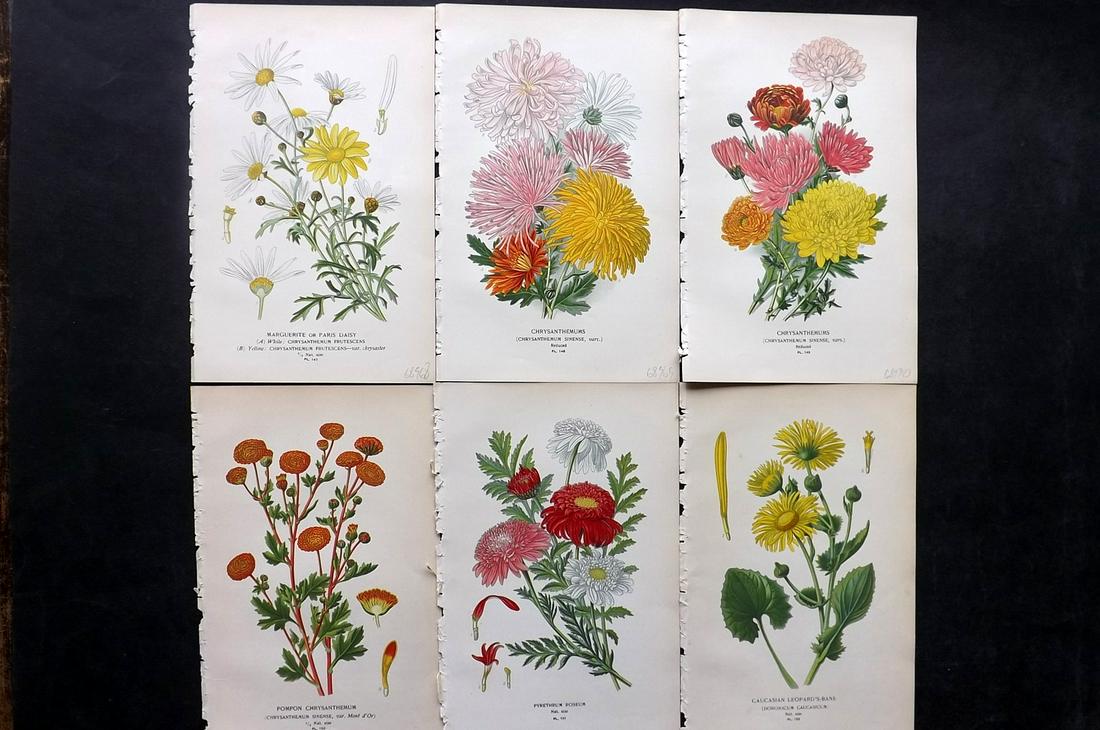 Step, Edward 1897 Lot of 6 Botanical Prints: Chromolithographs Published 1896-97 by Frederick Warne & Co., London for "Favourite Flowers of Garden and Greenhouse" by Edward Step and William Watson. Paper Size: 9.5 x 6 inch (24 x 15cm) Good Condi