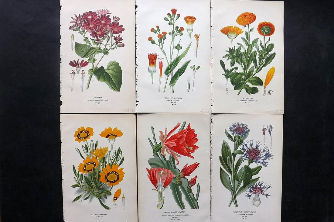 Step, Edward 1897 Lot of 6 Botanical Prints: Chromolithographs Published 1896-97 by Frederick Warne & Co., London for "Favourite Flowers of Garden and Greenhouse" by Edward Step and William Watson. Paper Size: 9.5 x 6 inch (24 x 15cm) Good Condi