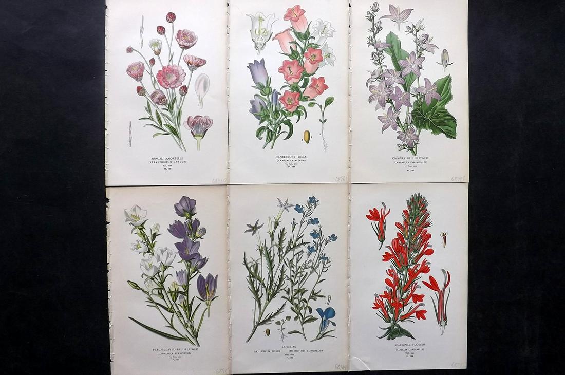 Step, Edward 1897 Lot of 6 Botanical Prints: Chromolithographs Published 1896-97 by Frederick Warne & Co., London for "Favourite Flowers of Garden and Greenhouse" by Edward Step and William Watson. Paper Size: 9.5 x 6 inch (24 x 15cm) Good Condi