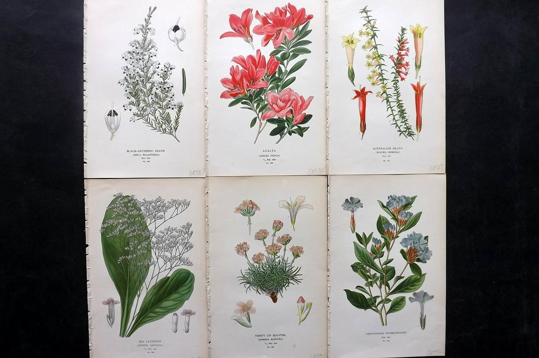 Step, Edward 1897 Lot of 6 Botanical Prints: Chromolithographs Published 1896-97 by Frederick Warne & Co., London for "Favourite Flowers of Garden and Greenhouse" by Edward Step and William Watson. Paper Size: 9.5 x 6 inch (24 x 15cm) Good Condi