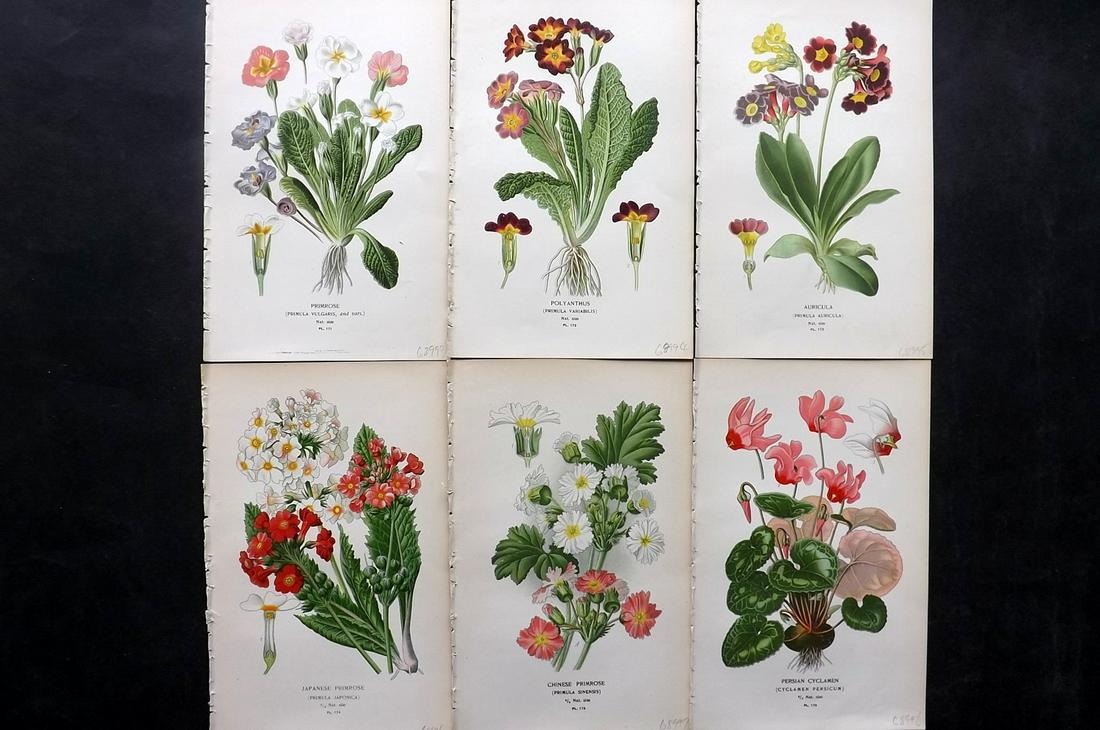 Step, Edward 1897 Lot of 6 Botanical Prints: Chromolithographs Published 1896-97 by Frederick Warne & Co., London for "Favourite Flowers of Garden and Greenhouse" by Edward Step and William Watson. Paper Size: 9.5 x 6 inch (24 x 15cm) Good Condi